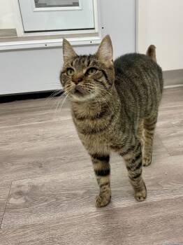 Rescue Domestic Short Hair Cats for Adoption in Glenfield, New York - Bunnie | PetCurious