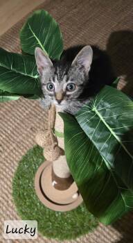 Domestic Short Hair Cats Available for Adoption in St. Augustine, Florida - Lucky | PetCurious