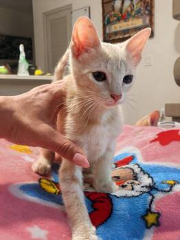 Golden Tempo -  Domestic Short Hair Cat for Adoption in Magnolia, Texas - Golden Tempo | PetCurious