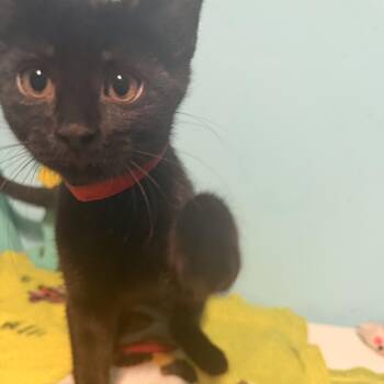 Tipper -  Domestic Short Hair Cat for Adoption in Shorewood, Illinois - Tipper | PetCurious