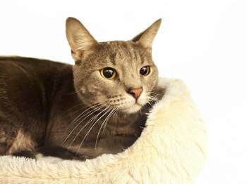 Domestic Short Hair Cats Available for Adoption - ORION | PetCurious