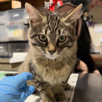 Domestic Short Hair Cats Available for Adoption in Milton, Florida - Furrosting | PetCurious