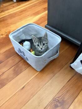 Wobble - Available in Foster -  Domestic Short Hair Cat for Adoption in Morristown, New Jersey - Wobble - Available In Foster | PetCurious