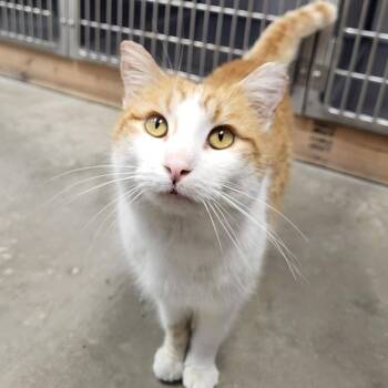 Domestic Short Hair Cats Available for Adoption - Cliff | PetCurious