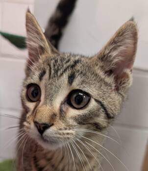 Rescue Domestic Short Hair Cats for Adoption in Smithfield, North Carolina - Luke | PetCurious