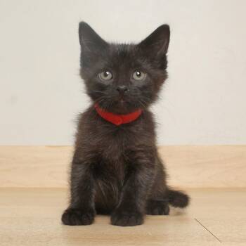Roo C71219 -  Domestic Short Hair Cat for Adoption in Minnetonka, Minnesota - Roo C71219 | PetCurious