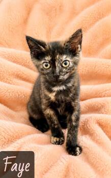 Faye -  Domestic Short Hair Cat for Adoption in Englewood, Florida - Faye | PetCurious