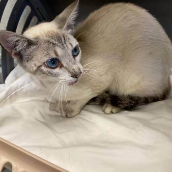 Domestic Short Hair Cats Available for Adoption in Memphis, Tennessee - MERRITT | PetCurious