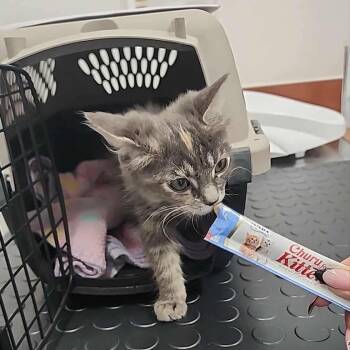 Rescue Domestic Short Hair Cats for Adoption in Las Vegas, Nevada - Sadie Cat F NV | PetCurious