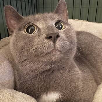 Rescue Domestic Medium Hair Cats for Adoption in Johnstown, Pennsylvania - Junior | PetCurious