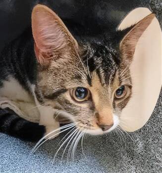 Pot Pie -  Domestic Short Hair Cat for Adoption in Nashville, Tennessee - Pot Pie | PetCurious
