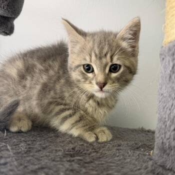 Domestic Short Hair Cats Available for Adoption in Columbia, Missouri - Sylveon | PetCurious