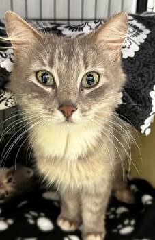 Lady Floof 505-26 -  Domestic Long Hair and Domestic Short Hair Cat for Adoption in Cumming, Georgia - Lady Floof 505-26 | PetCurious