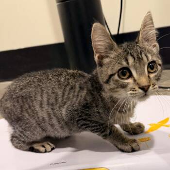 Bullseye -  Domestic Short Hair Cat for Adoption in Tampa, Florida - Bullseye | PetCurious