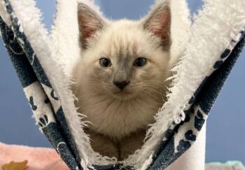 Siamese and Russian Blue Cats Available for Adoption - Jazzy And Jade  (MUST Be Adopted Together) | PetCurious