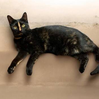 Mikayla -  Domestic Short Hair Cat for Adoption in Carmel, Indiana - Mikayla | PetCurious