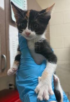 Patches -  Domestic Short Hair Cat for Adoption in Honolulu, Hawaii - Patches | PetCurious