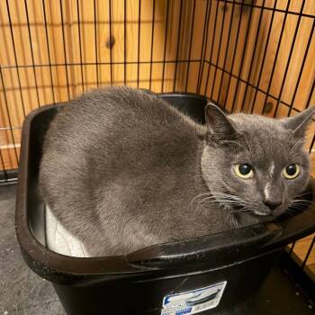 Tiny Mite -  Domestic Short Hair Cat for Adoption in Valdosta, Georgia - Tiny Mite | PetCurious