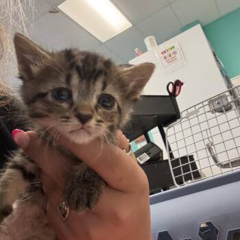 Oompa Loompa -  Domestic Short Hair Cat for Adoption in Lake Jackson, Texas - Oompa Loompa | PetCurious