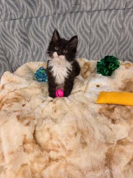 Manny -  Domestic Long Hair Cat for Adoption in Mechanicsburg, Pennsylvania - Manny | PetCurious