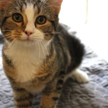 Domestic Short Hair Cats Available for Adoption in Gloucester, Virginia - Felony Beans | PetCurious