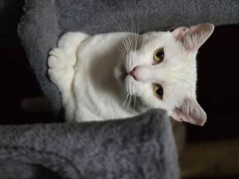 Rescue Turkish Angora and Domestic Short Hair Cats for Adoption in Orlando, Florida - Prince | PetCurious