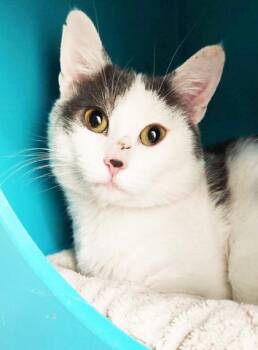 Domestic Short Hair Cats Available for Adoption - Pico De Gato - Precious Little Guy! | PetCurious