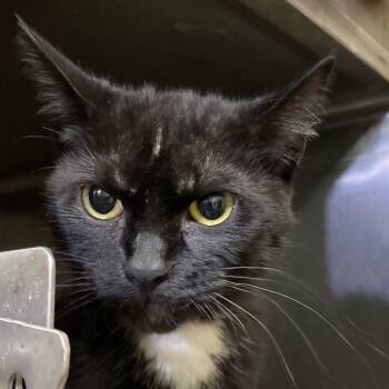 Rescue Domestic Short Hair Cats for Adoption in Brownsboro, Alabama - Pepsi | PetCurious