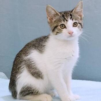 Birdie -  Domestic Short Hair Cat for Adoption in Maynardville, Tennessee - Birdie | PetCurious