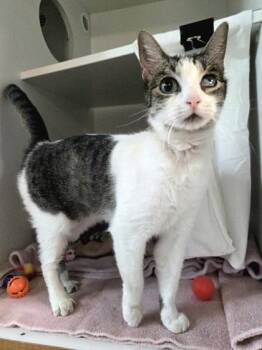 Luna (Bonded w/ Artemis) -  Domestic Short Hair Cat for Adoption in Savannah, Georgia - Luna (Bonded W/ Artemis) | PetCurious