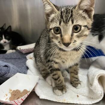 Greg -  Domestic Short Hair and Manx Cat for Adoption in Lakeland, Florida - Greg | PetCurious
