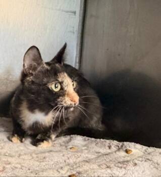 Domestic Short Hair Cats Available for Adoption in Ellicott City, Maryland - Candy Bonded With PopPop In Foster Care | PetCurious