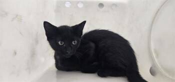 Domestic Short Hair Cats Available for Adoption in Rowlett, Texas - AUDI | PetCurious