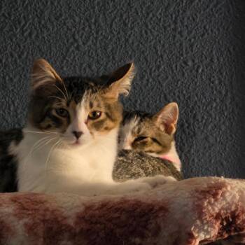 Kiwifruit C12243 -  Domestic Short Hair Cat for Adoption - Kiwifruit C12243 | PetCurious
