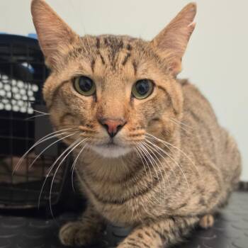 Sphynx -  Domestic Short Hair Cat for Adoption in Leander, Texas - Sphynx | PetCurious