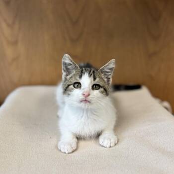 Doubloon--In Foster -  Domestic Short Hair Cat for Adoption in Fargo, North Dakota - Doubloon--In Foster | PetCurious