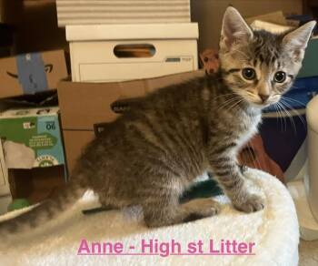 Anne (The High St. Litter) -  Domestic Short Hair Cat for Adoption in Telford, Pennsylvania - Anne (The High St. Litter) | PetCurious