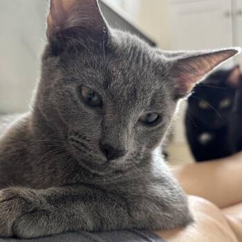 Dante -  American Shorthair Cat for Adoption - Dante | PetCurious