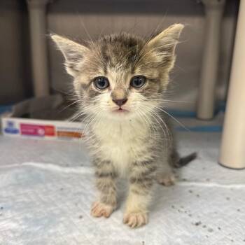 Zora -  Domestic Medium Hair Cat for Adoption in Spring Hill, Kansas - Zora | PetCurious