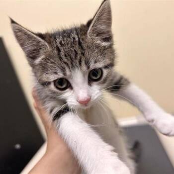 Squirrel -  Domestic Short Hair Cat for Adoption in Woodinville, Washington - Squirrel | PetCurious