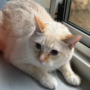 Mr. Zillion Dollars -  Domestic Short Hair Cat for Adoption in Yuma, Arizona - Mr. Zillion Dollars | PetCurious