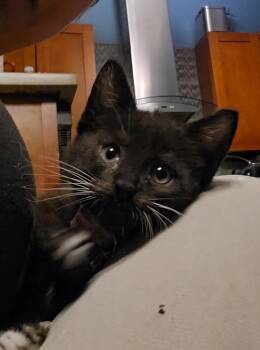 Kelly Kapowski -  Domestic Short Hair Cat for Adoption in Pacifica, California - Kelly Kapowski | PetCurious