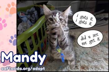 Mandy -  Domestic Long Hair and Tabby Cat for Adoption in Pensacola, Florida - Mandy | PetCurious