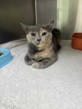 Firefly -  Domestic Short Hair Cat for Adoption in Lake Tapwingo, Missouri - Firefly | PetCurious