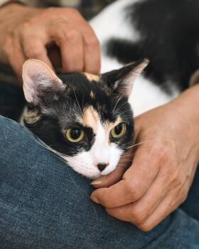 Fiesta -  Domestic Short Hair Cat for Adoption in New Berlin, Wisconsin - Fiesta | PetCurious