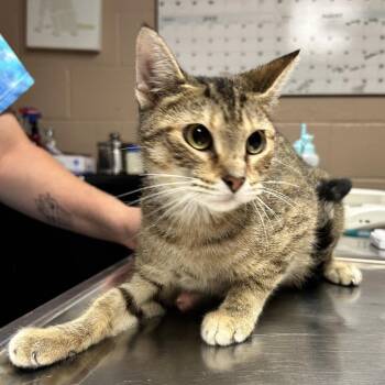 Eliza -  Domestic Short Hair Cat for Adoption in Newport, North Carolina - Eliza | PetCurious