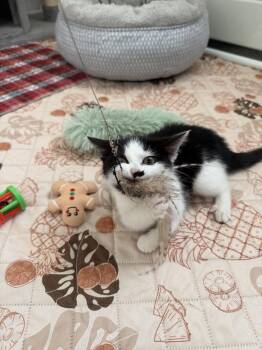 Domestic Short Hair Cats Available for Adoption - Pocky | PetCurious