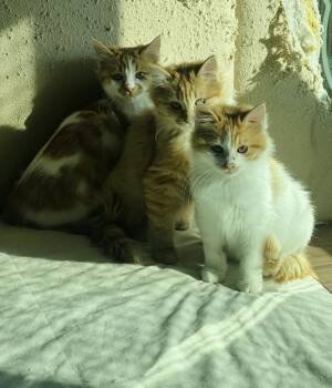 Domestic Long Hair Cats Available for Adoption - Pelli, Callo And Mina, Furry Balls Of Love | PetCurious