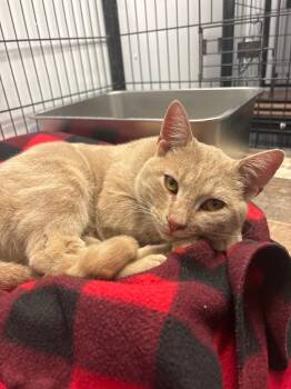Rescue Domestic Short Hair Cats for Adoption in Algona, Iowa - Jake | PetCurious