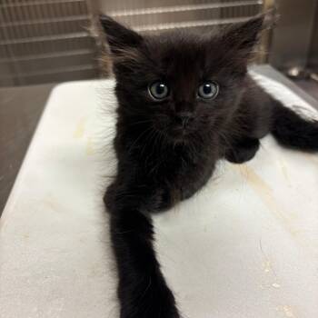 Domestic Long Hair Cats Available for Adoption in Ottawa, Kansas - Saturn | PetCurious